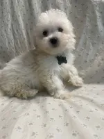 Biscuit, a male Maltipoo for sale in High Point, NC – 7 of 10