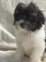 Adam, a male Maltipoo for sale in High Point, NC – 3 of 9