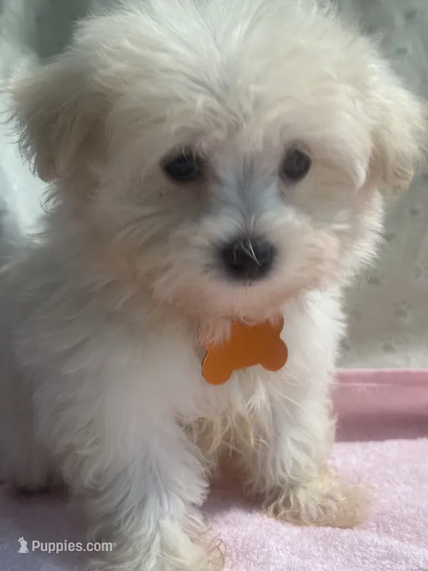 Hazel – Maltipoo puppy for sale in High Point, NC