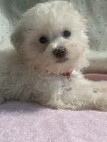 Gigi, a female Maltipoo for sale in High Point, NC – 6 of 10
