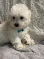 Biscuit, a male Maltipoo for sale in High Point, NC – 3 of 10