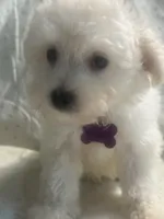 Charles, a male Maltipoo for sale in High Point, NC – 6 of 10