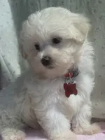 Gigi, a female Maltipoo for sale in High Point, NC – 5 of 10