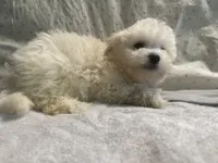 Biscuit, a male Maltipoo for sale in High Point, NC – 5 of 10