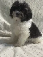Adam, a male Maltipoo for sale in High Point, NC – 1 of 9