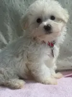 Gigi, a female Maltipoo for sale in High Point, NC – 10 of 10