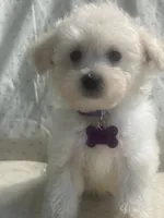 Charles, a male Maltipoo for sale in High Point, NC – 4 of 10