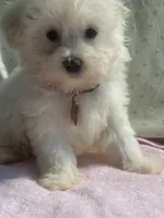 Gigi, a female Maltipoo for sale in High Point, NC – 3 of 10