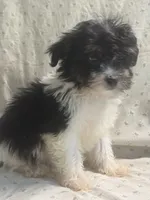 Adam, a male Maltipoo for sale in High Point, NC – 6 of 9