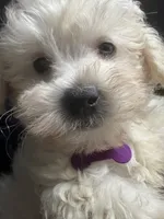 Charles, a male Maltipoo for sale in High Point, NC – 10 of 10
