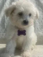 Charles, a male Maltipoo for sale in High Point, NC – 2 of 10