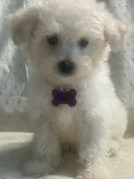 Charles, a male Maltipoo for sale in High Point, NC – 5 of 10