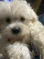 Hazel, a female Maltipoo for sale in High Point, NC – 10 of 10