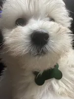 Biscuit, a male Maltipoo for sale in High Point, NC – 9 of 10