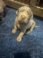 Ella, a female Labrador Retriever for sale in Bonaparte, IA – Photo 6 of 6