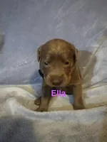 Ella, a female Labrador Retriever for sale in Bonaparte, IA – Photo 1 of 6