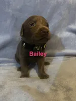 Bailey, a female Labrador Retriever for sale in Bonaparte, IA – Photo 1 of 6