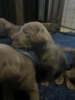 Bailey, a female Labrador Retriever for sale in Bonaparte, IA – Photo 4 of 6