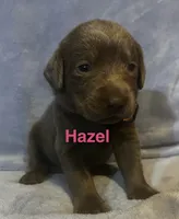 Hazel, a female Labrador Retriever for sale in Bonaparte, IA – Photo 1 of 6