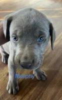 Murphy, a male Labrador Retriever for sale in Bonaparte, IA – Photo 1 of 7