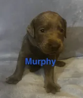 Murphy, a male Labrador Retriever for sale in Bonaparte, IA – Photo 2 of 7