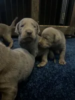 Gracie, a female Labrador Retriever for sale in Bonaparte, IA – Photo 3 of 6