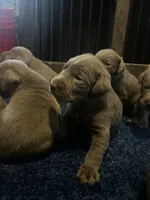 Gracie, a female Labrador Retriever for sale in Bonaparte, IA – Photo 2 of 6