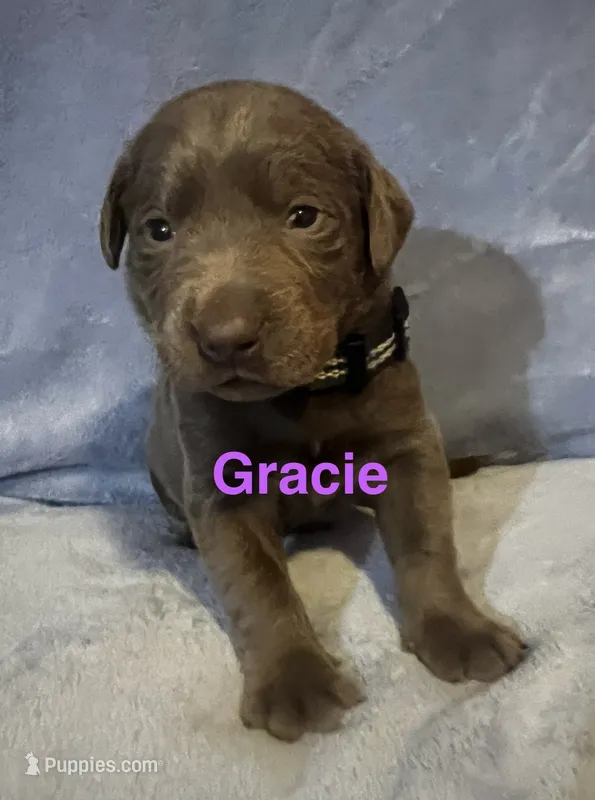 Gracie