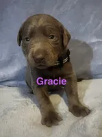 Gracie, a female Labrador Retriever for sale in Bonaparte, IA – Photo 1 of 6