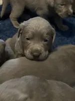 processed/1b9b4321-1208-4a15-8c86-1677c05e2919/listing/a7afc5e9-0c0b-4fa4-a339-d8936ba7a7ed/f683776b-9862-4dba-b4e4-f863e19ced1a