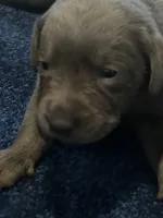 Ruby, a female Labrador Retriever for sale in Bonaparte, IA – Photo 2 of 7