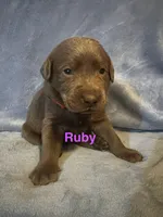 Ruby, a female Labrador Retriever for sale in Bonaparte, IA – Photo 1 of 7