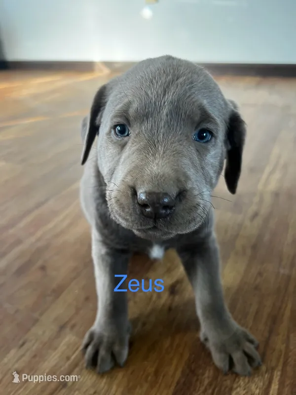 Zeus