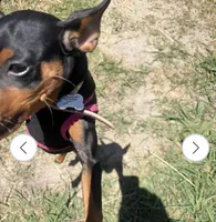 Madison , a female Miniature Pinscher for sale in Columbia, SC – 2 of 2