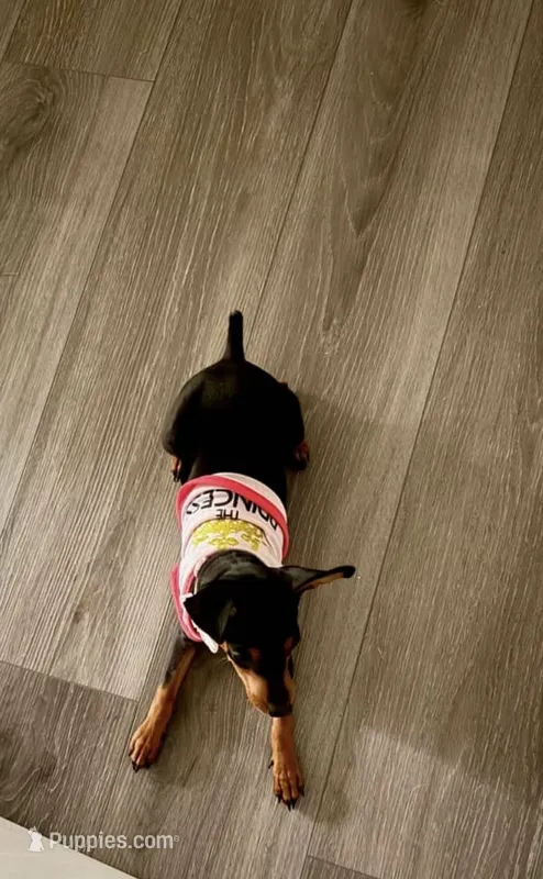 Madison  – Miniature Pinscher puppy for sale in Columbia, SC
