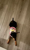 Madison , a female Miniature Pinscher for sale in Columbia, SC – 1 of 2