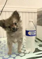 Princess, a female Pomeranian for sale in Antioch, CA – 2 of 5