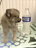 Princess, a female Pomeranian for sale in Antioch, CA – 3 of 5