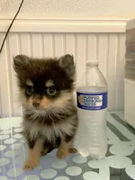 Cupcake , a female Pomeranian for sale in Antioch, CA – 3 of 5