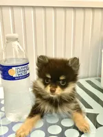Cupcake , a female Pomeranian for sale in Antioch, CA – 2 of 5