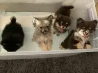 Princess, a female Pomeranian for sale in Antioch, CA – 5 of 5