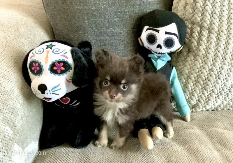 Wolfy, a male Pomeranian for sale in Antioch, CA – 1 of 5