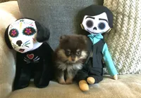 Cupcake , a female Pomeranian for sale in Antioch, CA – 1 of 5