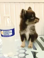 Wolfy, a male Pomeranian for sale in Antioch, CA – 3 of 5