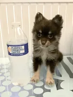 Wolfy, a male Pomeranian for sale in Antioch, CA – 2 of 5