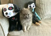 Princess, a female Pomeranian for sale in Antioch, CA – 1 of 5