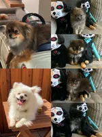 Wolfy, a male Pomeranian for sale in Antioch, CA – 4 of 5