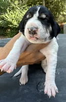 Light Purple, a female Treeing Walker Coonhound for sale in Summerville, GA – 1 of 5