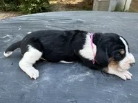Dark Pink, a female Treeing Walker Coonhound for sale in Summerville, GA – 4 of 6