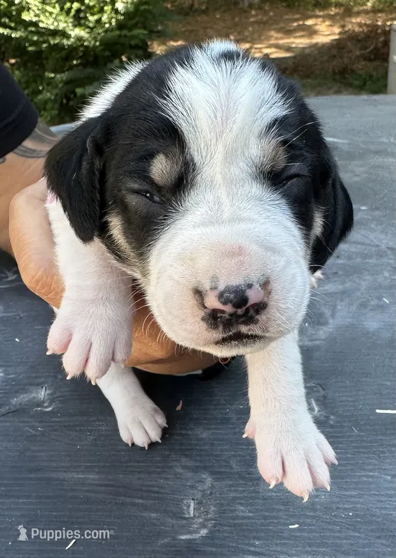 Light Pink – Treeing Walker Coonhound puppy for sale in Summerville, GA